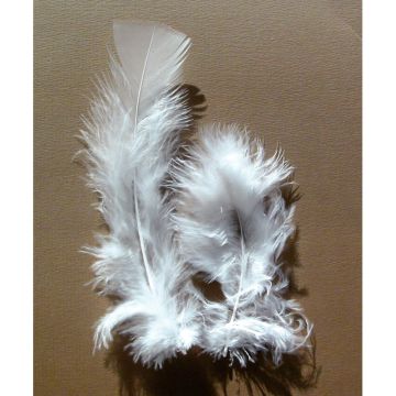 Sachet de 25 grammes de plumes de dinde, pieds plats blanc